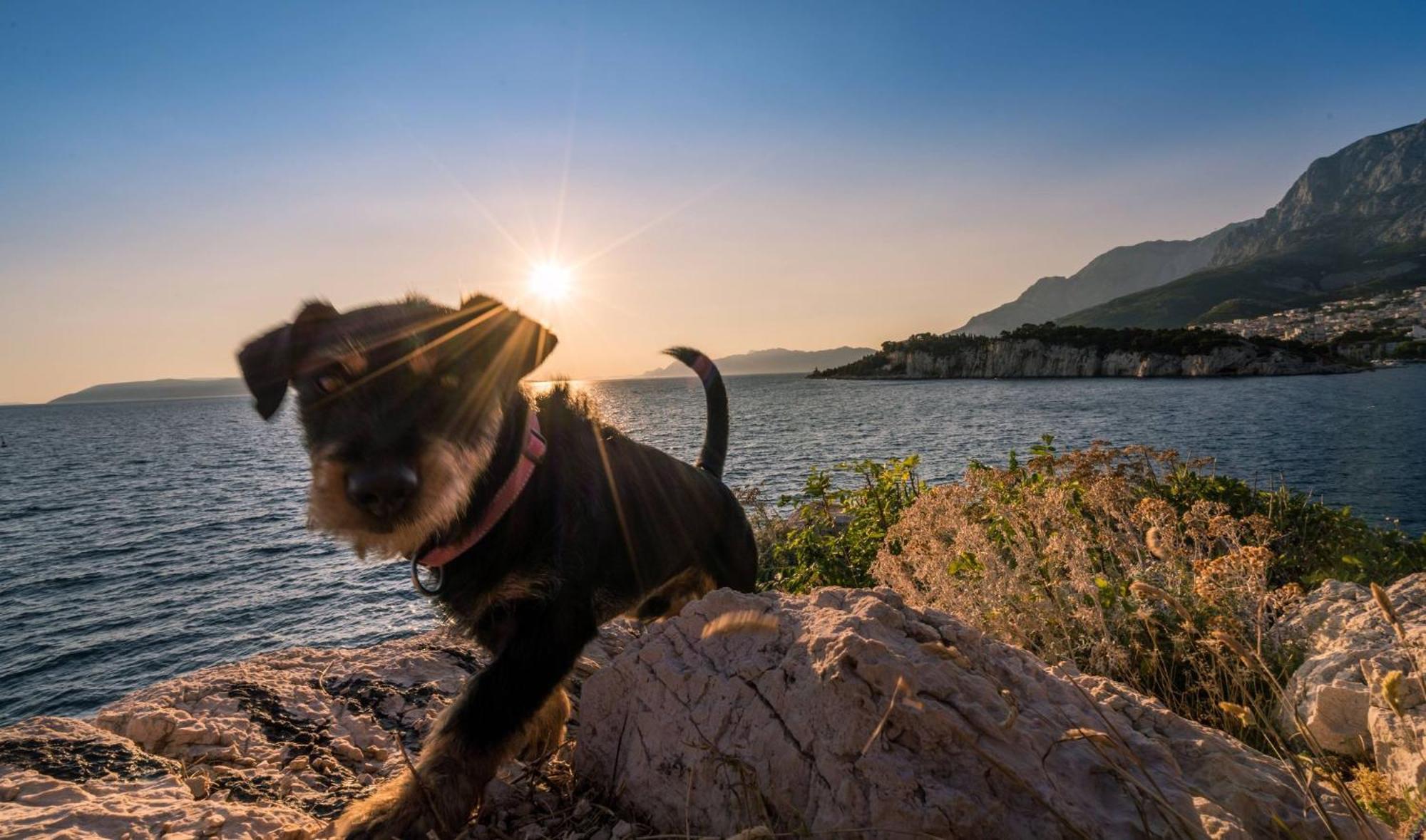 Studio Apartmani Ivanda Makarska Bagian luar foto